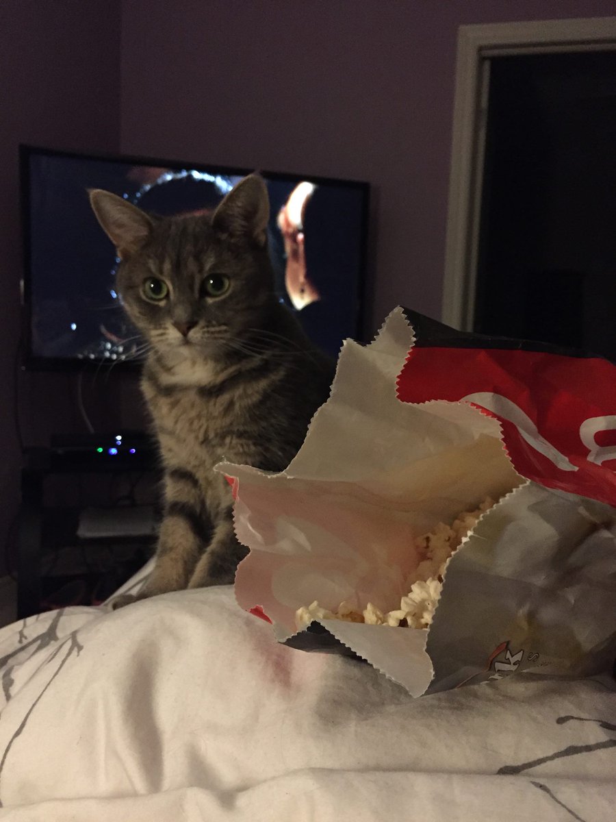 mirmle's tweet photo. When you want to watch TV but your cat has other plans #cat #catsoftwitter #betterdoorthanawindow #catproblems https://t.co/VzVY9w2ury