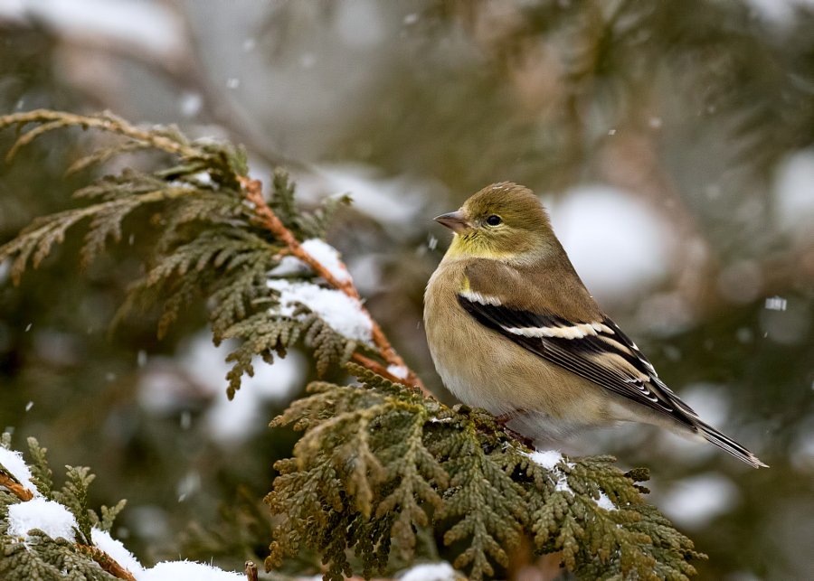 Cynthiapoet's tweet photo. American Goldfinch in winter plumage ❖ Chardonneret en plumage d'hiver by Lucie Gagnon #Animals #Photography #Photo… https://t.co/MmmH72vQmj