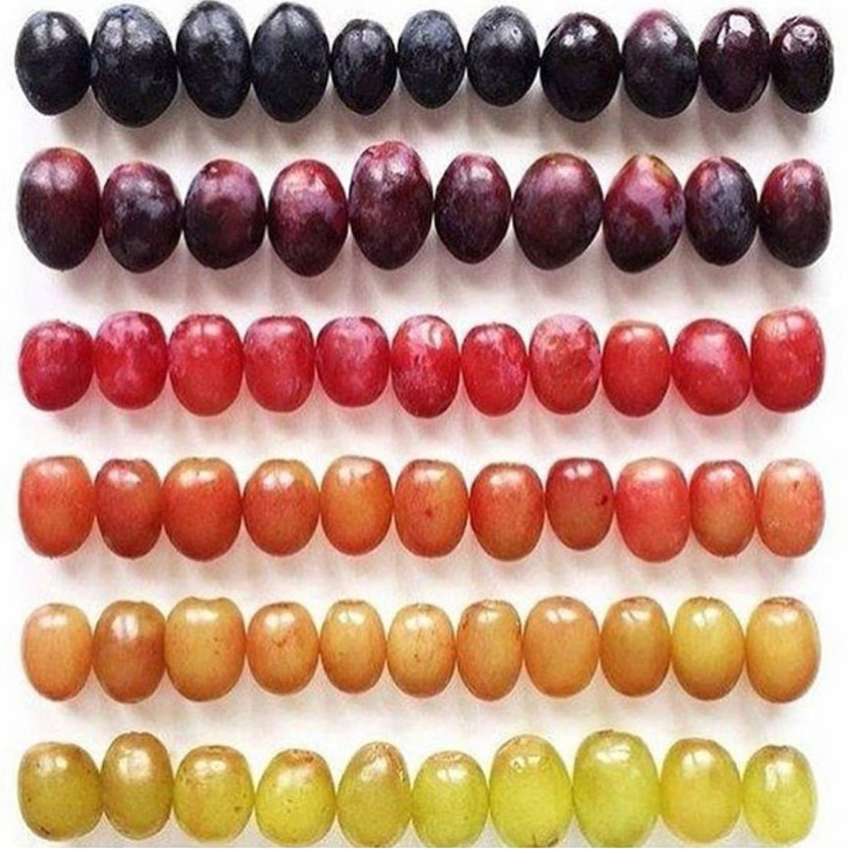 50+ shades of grape! RT <a href="/winewankers/">The Wine Wankers 🍾🤛🎉🥂</a>: #wine
