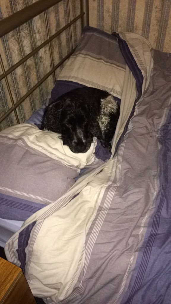 MessiAdventures's tweet photo. Tired out after our walk up Garth!

#petcare #dog #dogs #walking #walkies #garth #tired #messipupadventures https://t.co/mZYqauhYNq