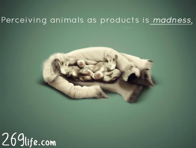 sarakaysen_'s tweet photo. Perceiving animals as products is madness! #NoFur #FurFree #Free269 https://t.co/J2x4l7kvUE