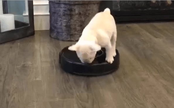 Mama Surly Knows How to Roomba frenchbulldogfanclub.com/mama-surly-kno…