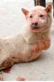 Speak to your government official - this cruelty mustn't continue.. See more ..facebook.com/CompassionForC… #c4ca #China