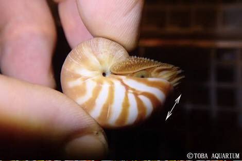 蜂野天魚の中の人 11月デザフェス両日l 100 オウムガイ可愛いよ 人 幼生かわいい イカも 可愛い じゃあ アンモナイトの幼生は きっと めちゃくちゃ可愛いだろう T Co 3lkw43ffqm Twitter