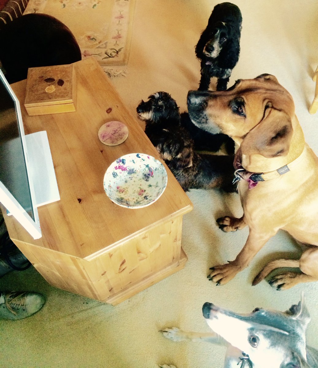 dogslifelondon's tweet photo. Just told the gang to watch this wonderful docu - Me and My Guide Dog @guidedogs, #myguidedog, @ITV tonight ITV3 8pm https://t.co/zUOGhdM2nX