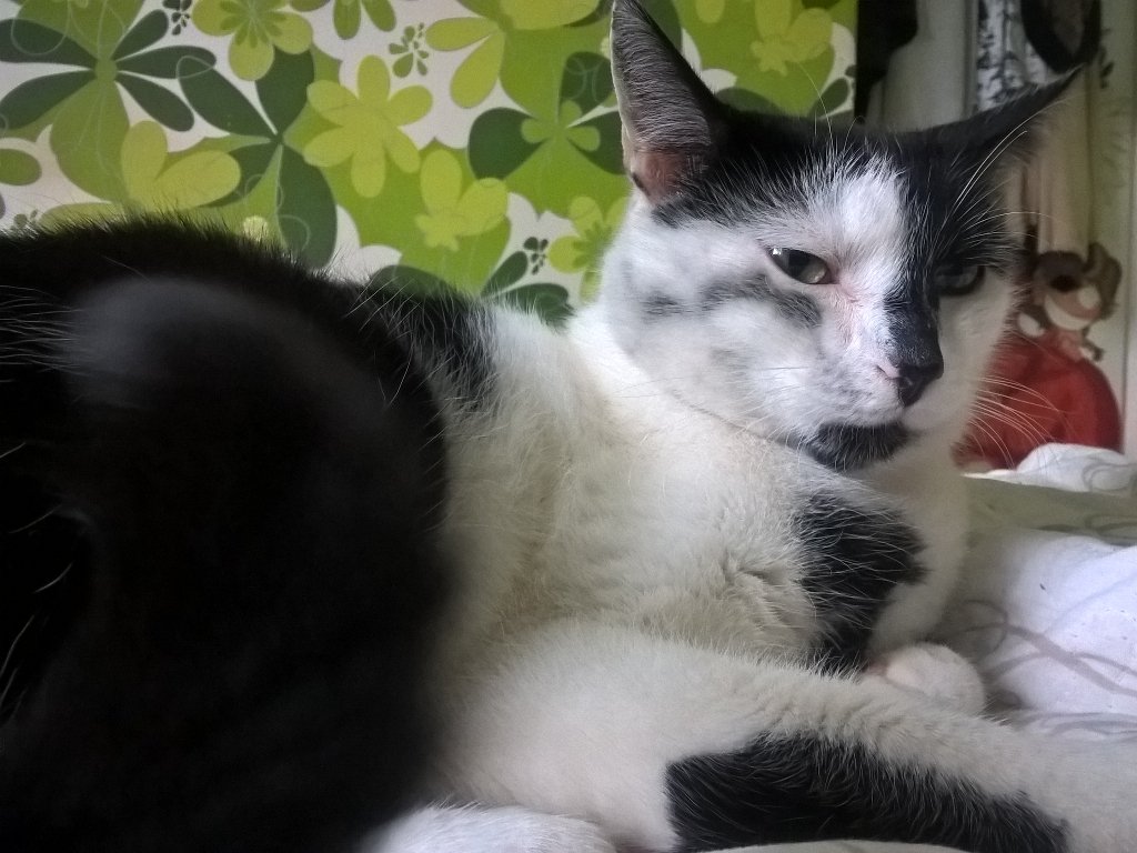 kumiko5's tweet photo. #whitefurproblems #justcatthings https://t.co/8liBievHFY