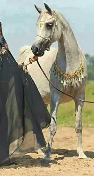 sh1740's tweet photo. جف الكلام اللي تمنيت اقوله 
ماباقي إلا الصمت والصمت يكفي
#هدوووء_الليل
#قروب_هدووء_الليل_للدعم 
مساء الخير🌹 https://t.co/jGFxpGyj27