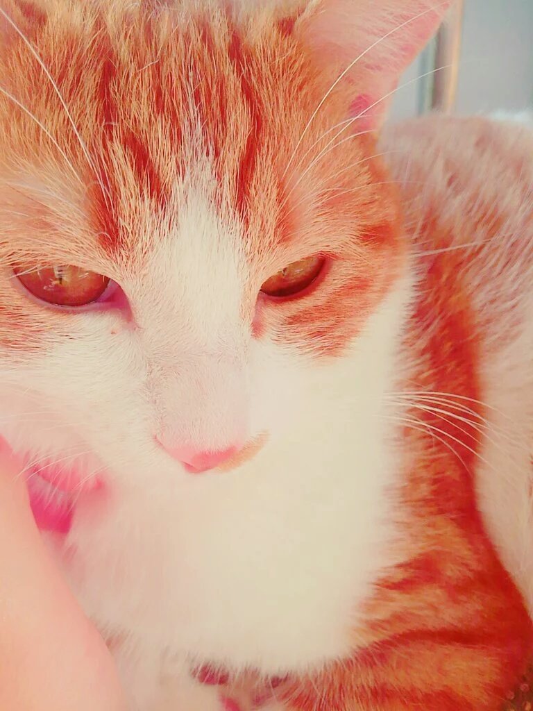 whiteblackmc's tweet photo. #いいねした人全員フォローする これらの猫が可愛いと思ったらいいね＆フォローしてください！ https://t.co/Yc3B5Z3Gtd