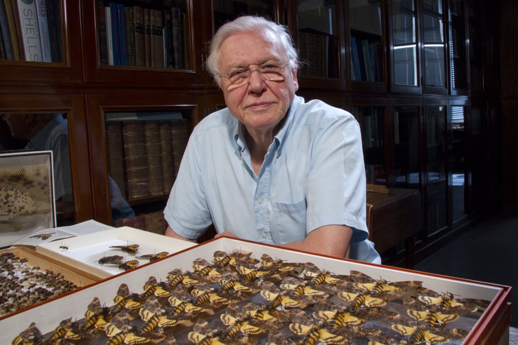 #Attenborough's Natural Curiosities starts on BBC2 on Mon at 15.45 -on daily over next 2 weeks. Record or view live