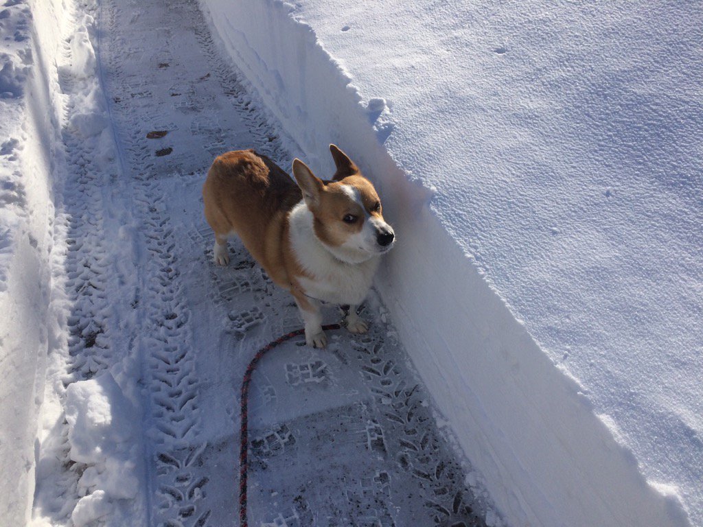 GwendolenGross's tweet photo. Huck likes snow. This beside business isn't as fun as bunnying through. #corgigames https://t.co/1rV8sOJbae