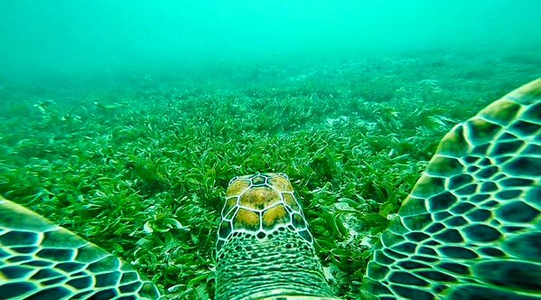 proplanetnow's tweet image. Wow! A pic from a #Turtlecam! :)  #LiveKenya