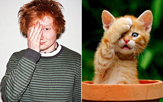 SheerioAskBr's tweet photo. O que voces acham, que o Ed faz cosplay de gatinho, ou os gatinhos que fazem cosplay dele #AskSheerio https://t.co/YtJavQUnyX