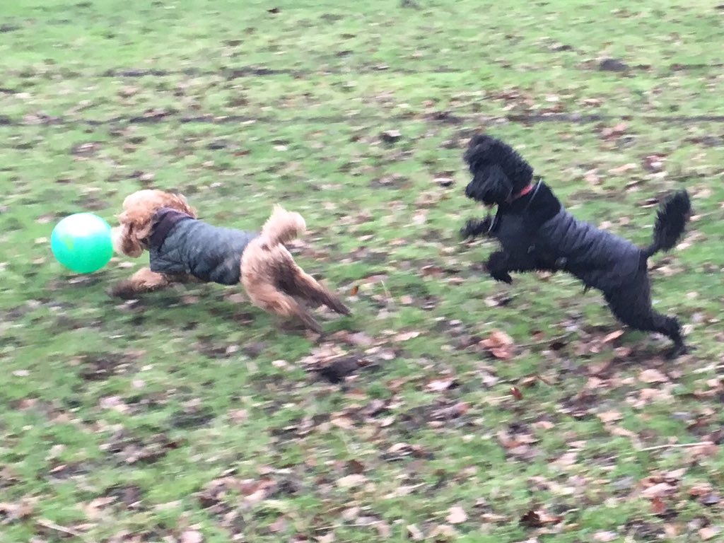 mrschriscolbert's tweet photo. #barbourdogs here is Ollie &amp; Eddie in their @Barbour coats! https://t.co/3D6f388yEY