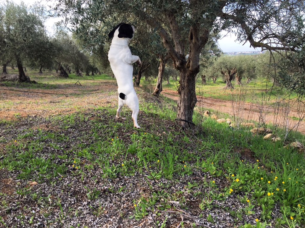 eduarcia18's tweet photo. #bali the #frenchie #olives #hunter 👌😂 #alentejo @pipa_silva_garcia #frenchbulldog https://t.co/qtJtEmsEgG