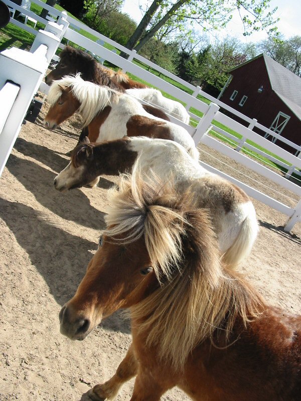 Discover and activate your own strengths plus learn how to facilitate with teams 5/21 &amp; 5/22 e3assoc.org/Equine-Assiste…