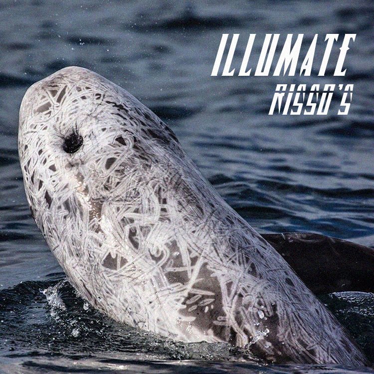 stillumate's tweet photo. Illumate – Risso's (prod. Secret Wave)
https://t.co/SHatDZp01M &amp; https://t.co/UnmkhrVi3a RT https://t.co/b8vP2ydk4m