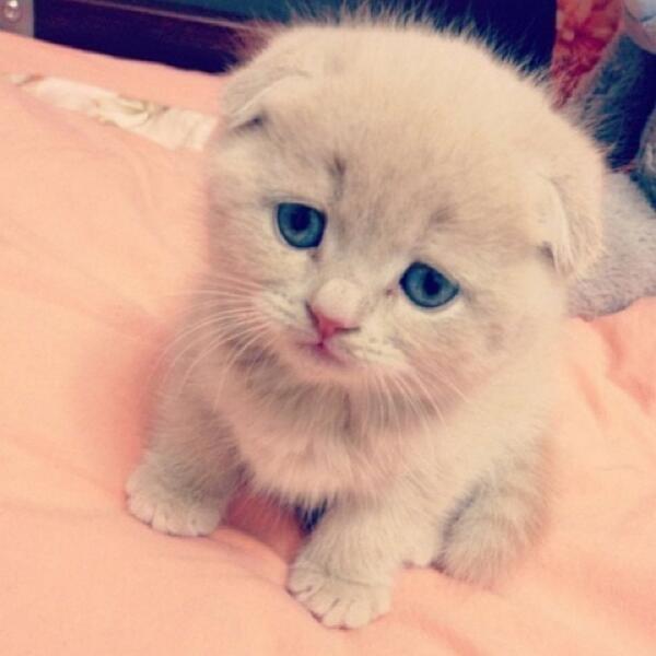 Retweet if you'll do anything for this cat!