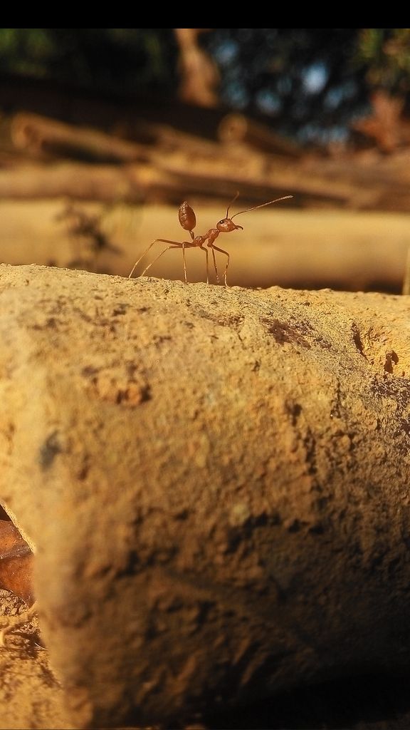 SardingT's tweet photo. 📷Insect #Photography📷 https://t.co/zu9nhkstnR