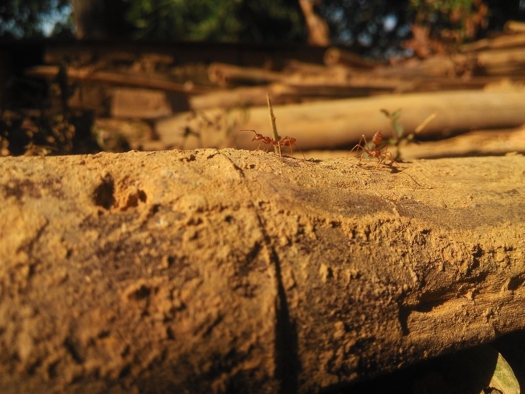 SardingT's tweet photo. 📷Insect #Photography📷 https://t.co/r13oXrbfIj