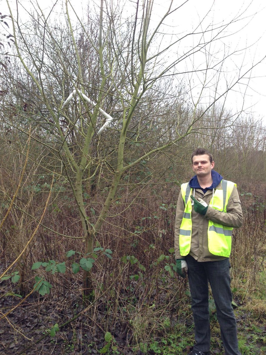 Stourbridge canals home to a wide variety of tree life