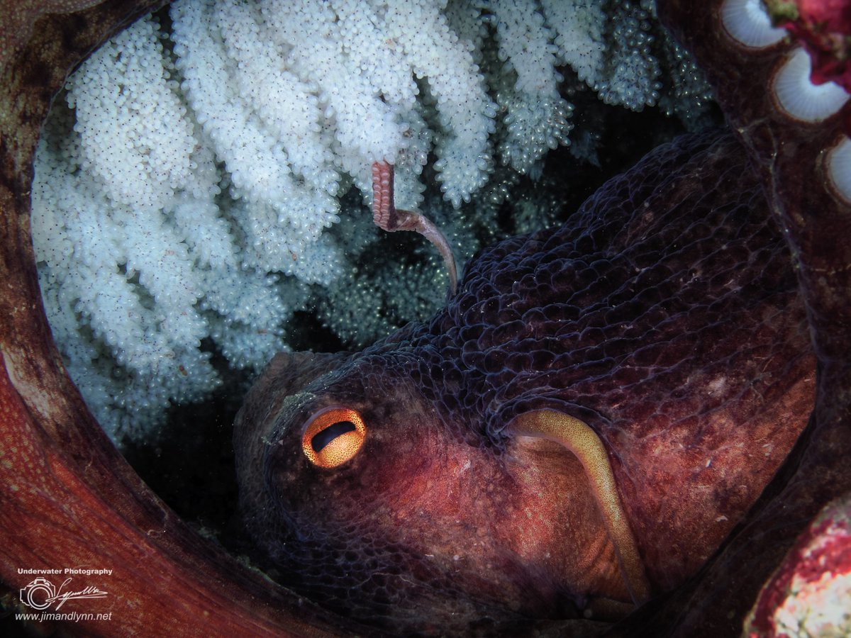 Jim_Lynn_Photo's tweet photo. Ocean Art 2015
2nd Place, Mirrorless Behavior
"Octopus Cares for Her Eggs" https://t.co/LLpDpVDbsA
