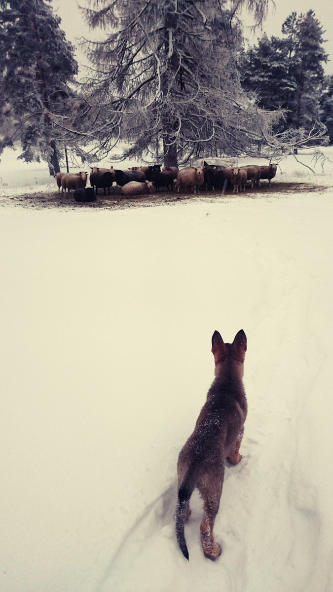 Jännän äärellä, ollakko vai eikö olla. #bigbadwolf