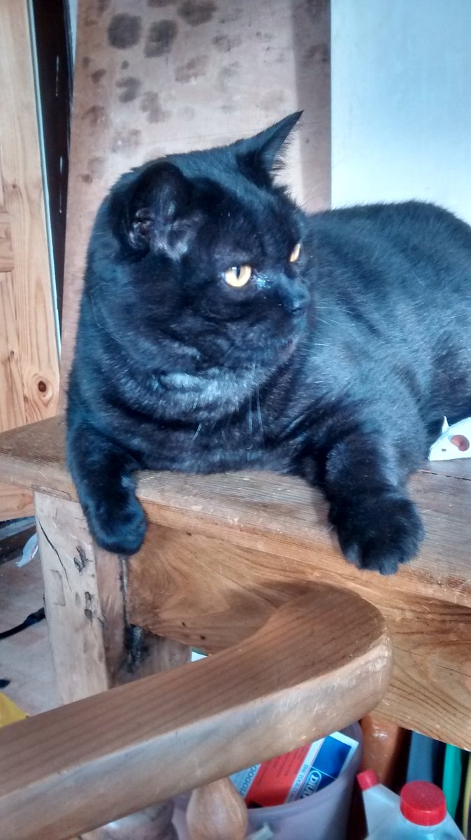 scorpionxedos's tweet photo. @cujoann Freddie Bear looking a little blue. #chunkymonkeycat https://t.co/wiX2AsYSYw