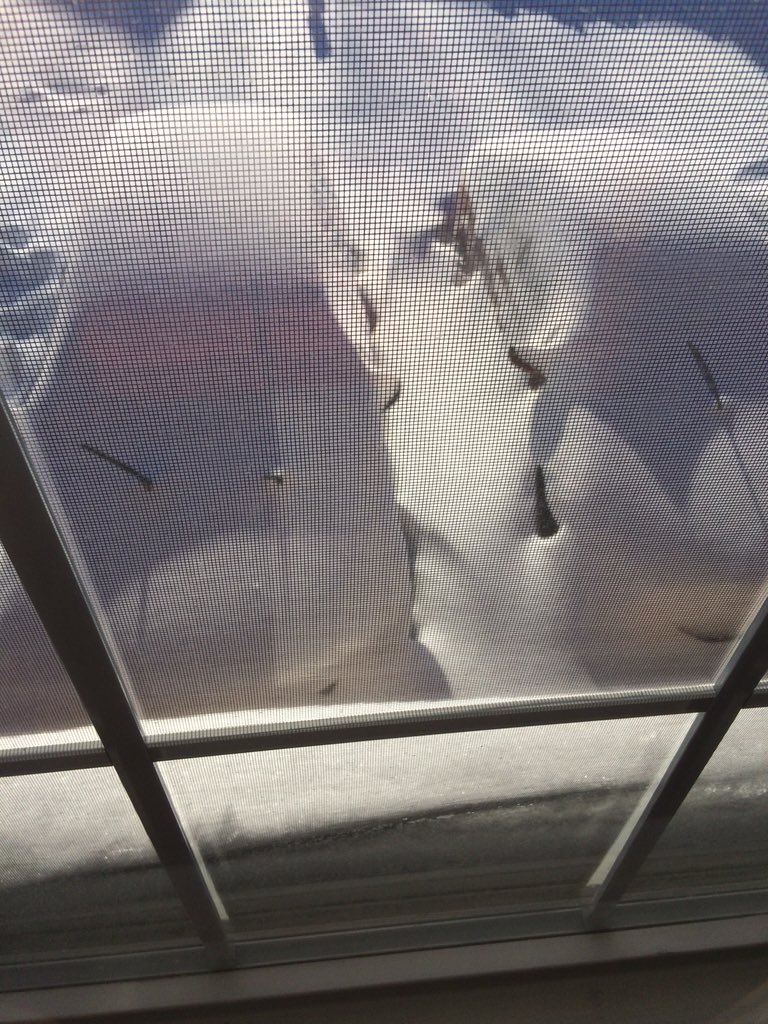 My friend's cars in Virginia!