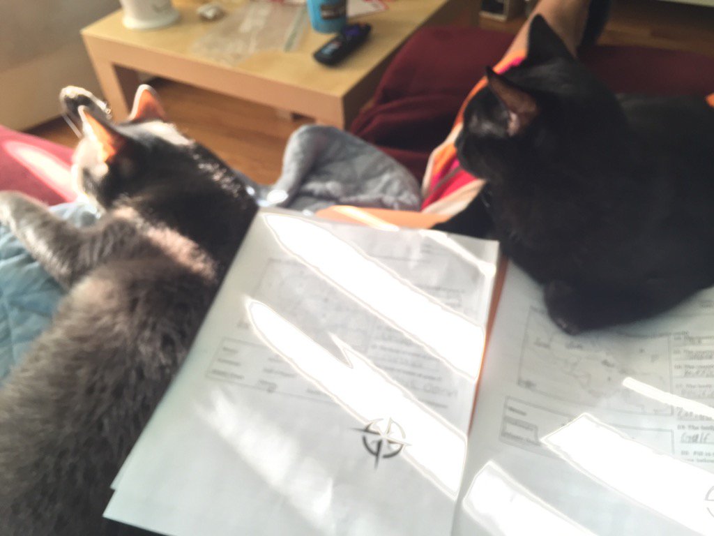 LolaSpeaks's tweet image. My lap is not my own. #sundaygrading