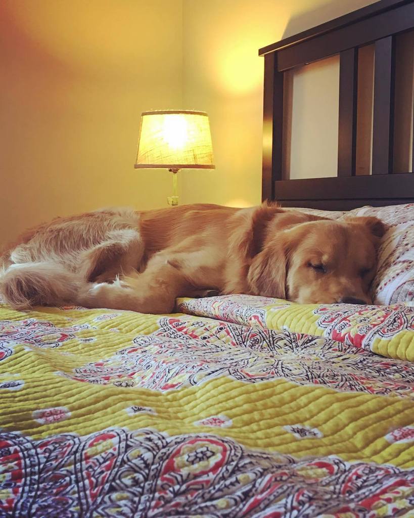Abhashri's tweet photo. Meanwhile, someone's doing #snowdays right. #thegoldennawab #goldenretriever #goldensofins… https://t.co/6yZrYmEtku https://t.co/WCX3lyzIa6