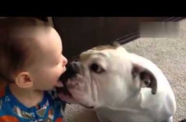 Cute Cuddly Frenchie Makes Baby Laugh Kissing French frenchbulldogfanclub.com/french-kissing…