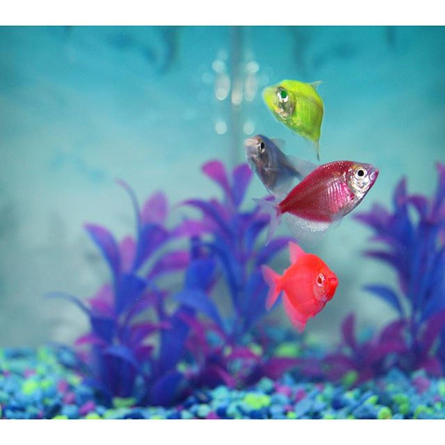 petsmart glofish tank