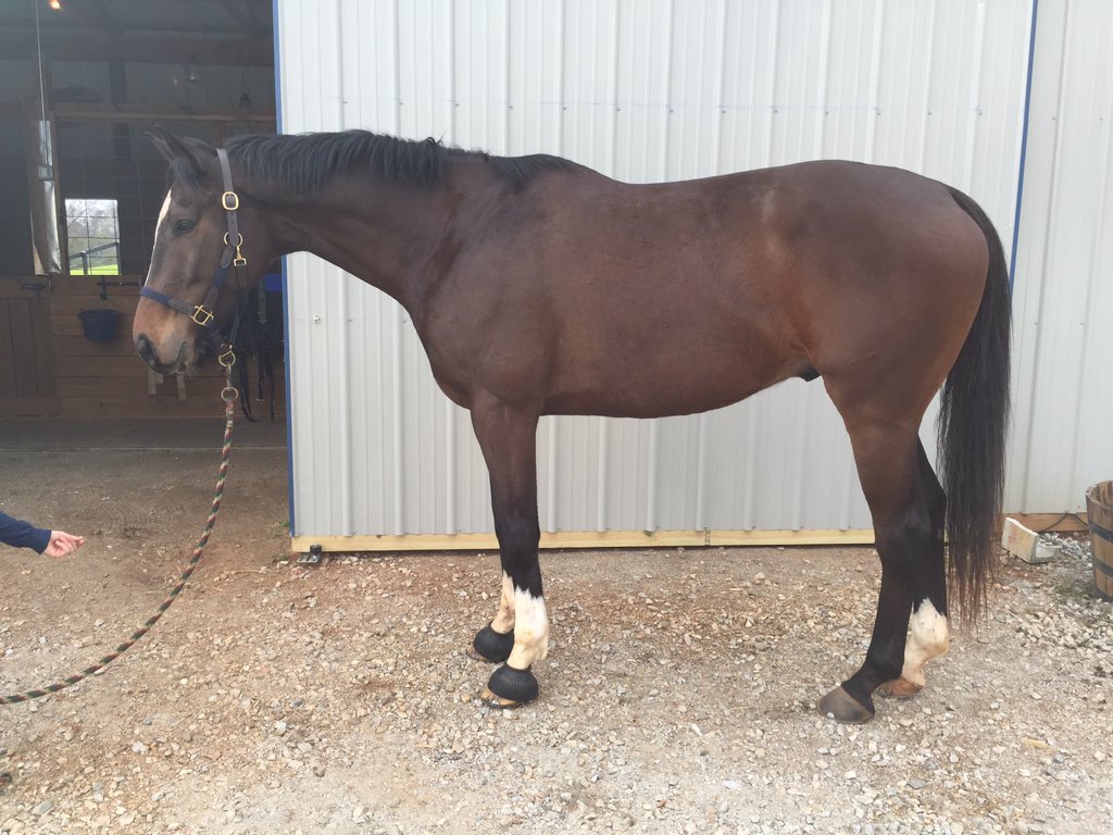 PerfEqtLife's tweet photo. "Pockets" is a 16.3 coming 6yr gelding. Amazing brain, big stride, potential to be quiet children's hunter. DM me. https://t.co/hBrjw1jKQ3