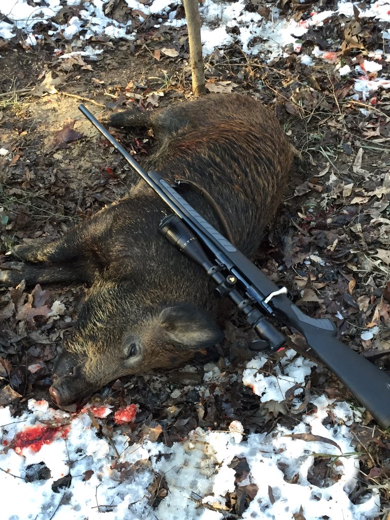 4wwhitey's tweet photo. This lil piggy didn't make it home. #boarhog #freerange #killitgrillit #bacononthehoof https://t.co/TMAOYSS5b5