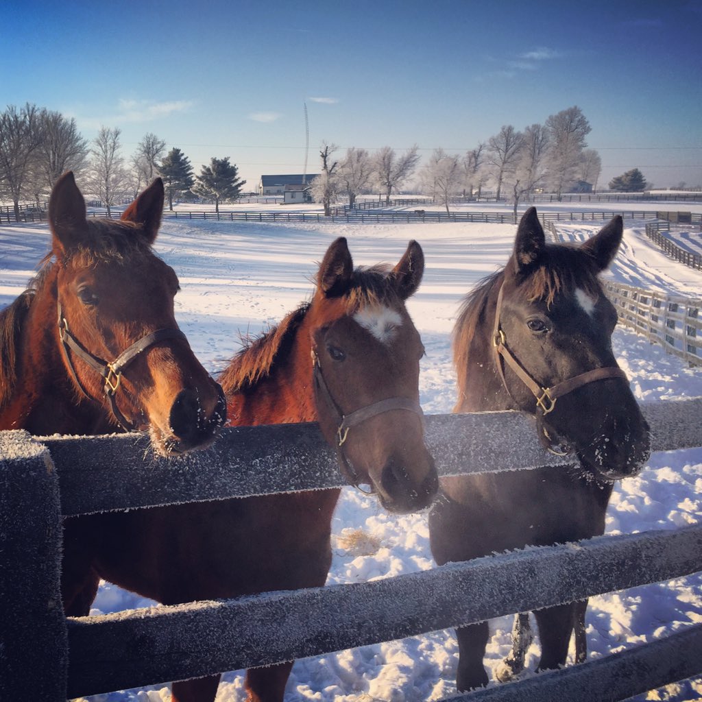 Tea Hill Stable (TeaHillStable) Twitter