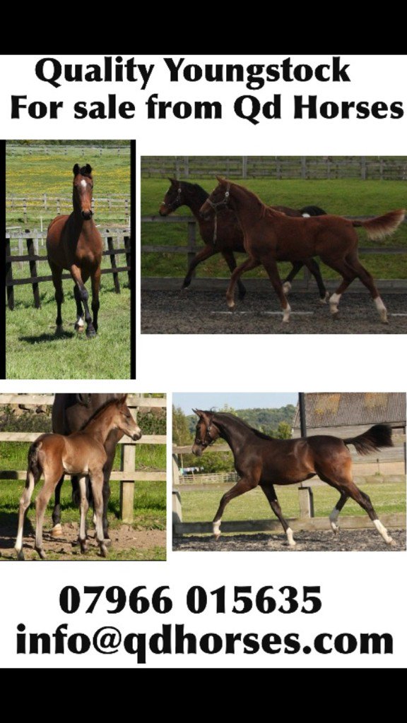infoQdhorses's tweet photo. See our new poster#dressage#horsesforsale#qualitydressage#foals#britishdressage https://t.co/pfvSAhsJ3S