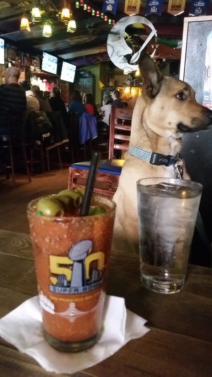 Baxter, Bloody (spicy) &amp; Broncos. Yay #football! And bloodys. And, well, dogs. #FundaySunday