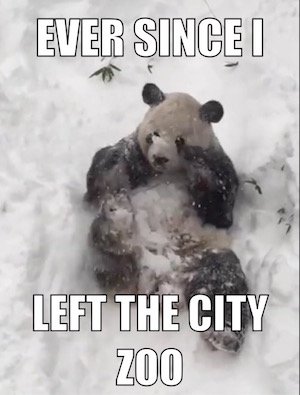#blizzard2016 #Snowzilla <a href="/Drake/">Drizzy</a> <a href="/NationalZoo/">National Zoo</a> #TianTian #hotlinebling