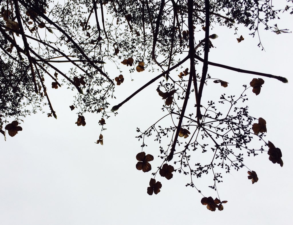 BlossomingGdns's tweet image. Hydrangea petals overhead #winterstructure #wintersilhouettes