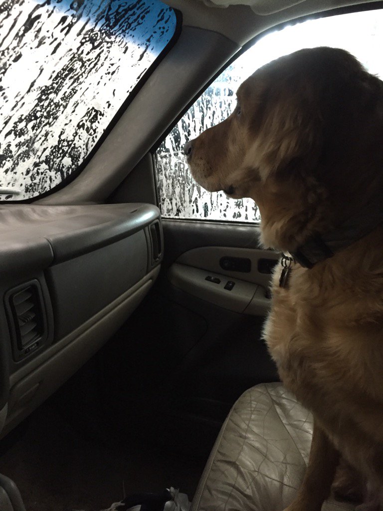 JohnCReiner's tweet photo. Dog not sure about this https://t.co/pKnvmN7rHZ
