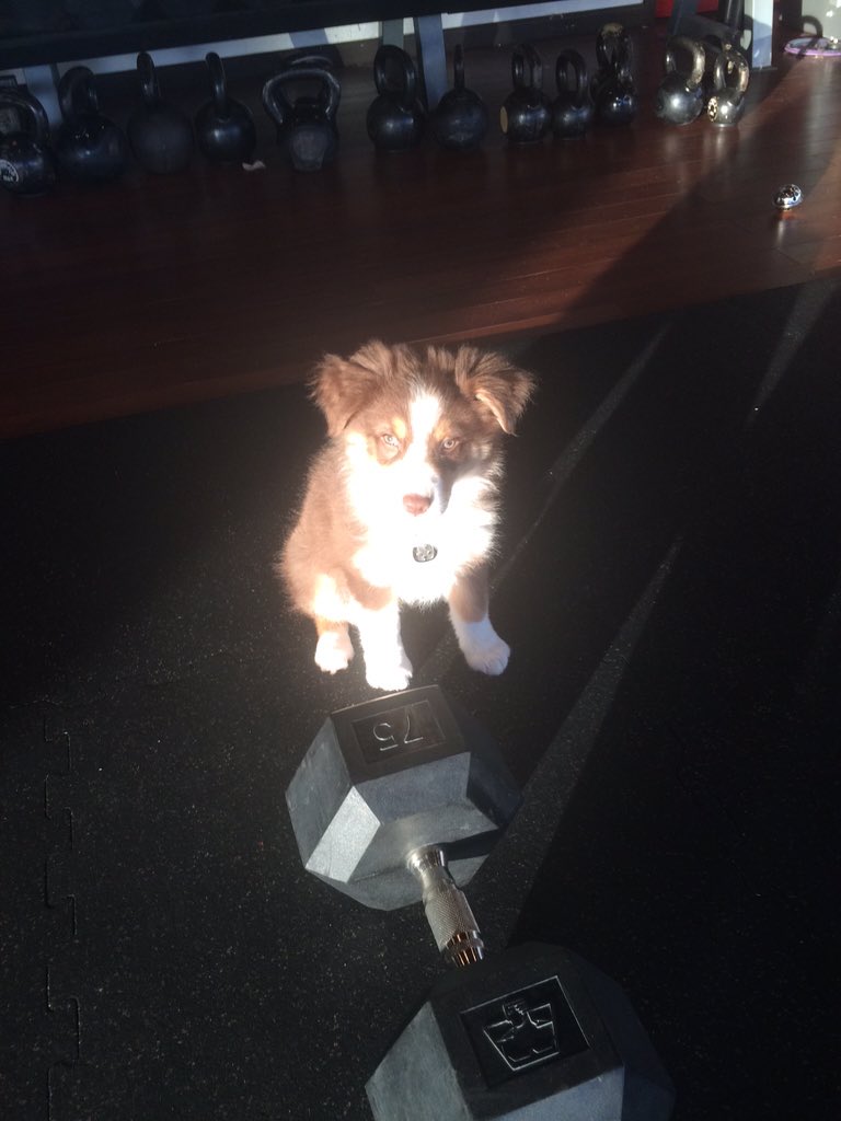 NWFitProject's tweet photo. We're ready for this workout! #oztheaussie #gympup #awesomefit #seattlefit #seattlefitness #sundayfunday #grouphitt https://t.co/fnwhbrh6lX