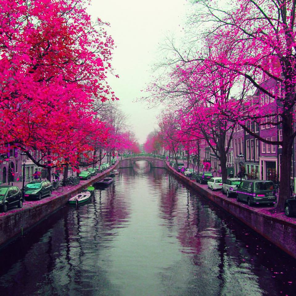 Doused in pink & purple #Amsterdam