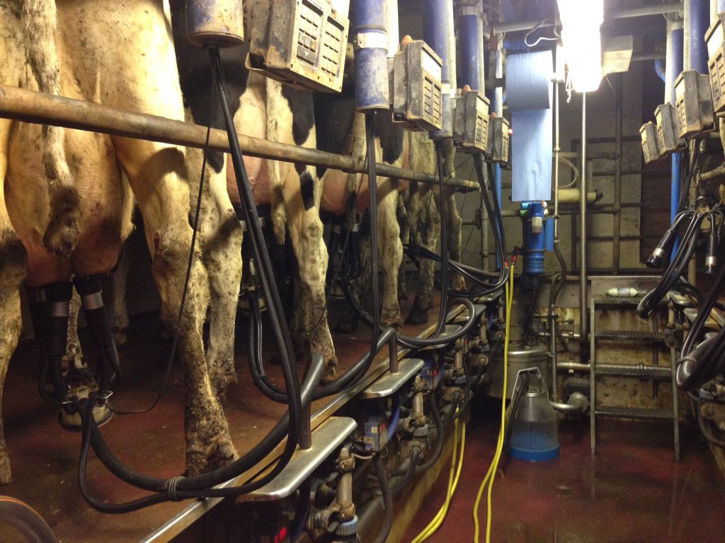 KarinvdToorn's tweet image. Mijn laatste keer melken in onze melkput. Toch wel raar.. Vanaf dinsdag met #melkrobots