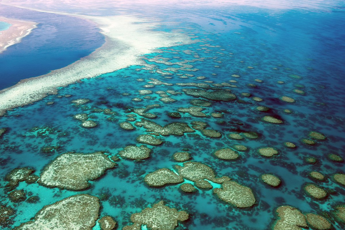 aqwary_scuba's tweet photo. NASA Gets Involved in Coral Reef Protection #scubadiving #diving #aqwary #seaenvironment https://t.co/GmDJtXcX0Z https://t.co/bexL88OIKc