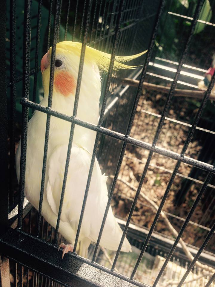 valleytiel's tweet photo. "Tweet tweet" from Valentine the #Cockatiel! We're on twitter! #tiel #birds #parrot #hookbill https://t.co/WRS7jJhqAt