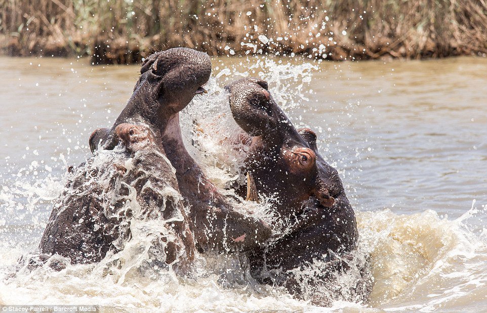 DailyMail's tweet photo. Older hippo shows his younger rival why he should pick on someone his own size
https://t.co/TeD50XX7hP https://t.co/hNqFNWWzl9