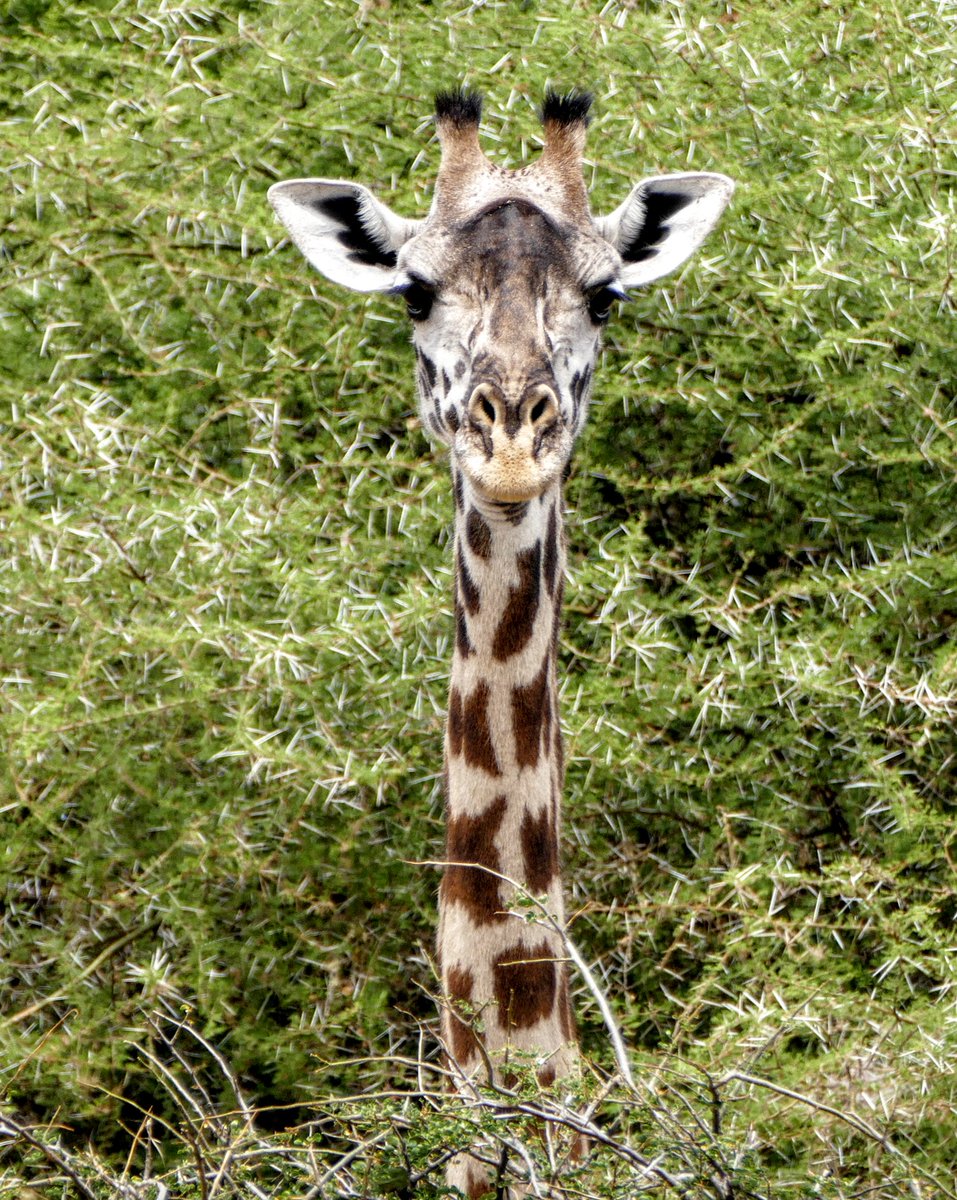 SafariInfinity's tweet photo. Happy Sunday! #giraffe #safari #safariinfinity #wildlife #tanzania #africa #nature https://t.co/NqfpLiB0PM https://t.co/SUGIn4w85R