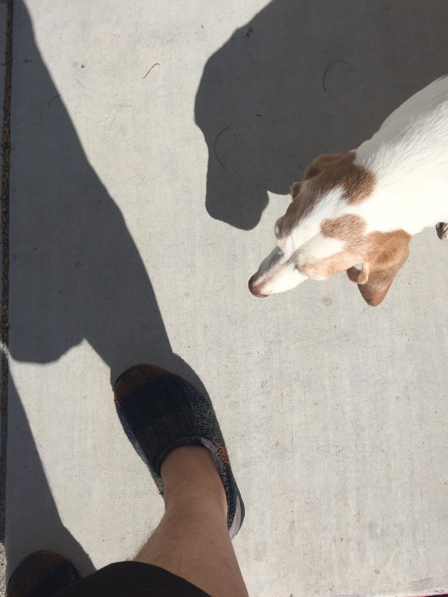 pulpmx's tweet photo. Well, it's official. I've reached that status where I walk my dogs in slippers. #oldmanmove https://t.co/k12sw4ESpF