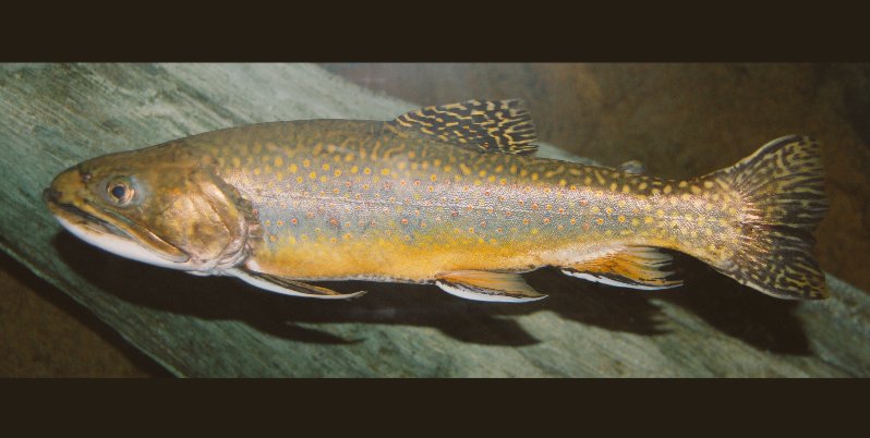 RahRaGoodLife's tweet photo. A Trout called Quest 
#FishHipHop https://t.co/gcXmNh5iSs