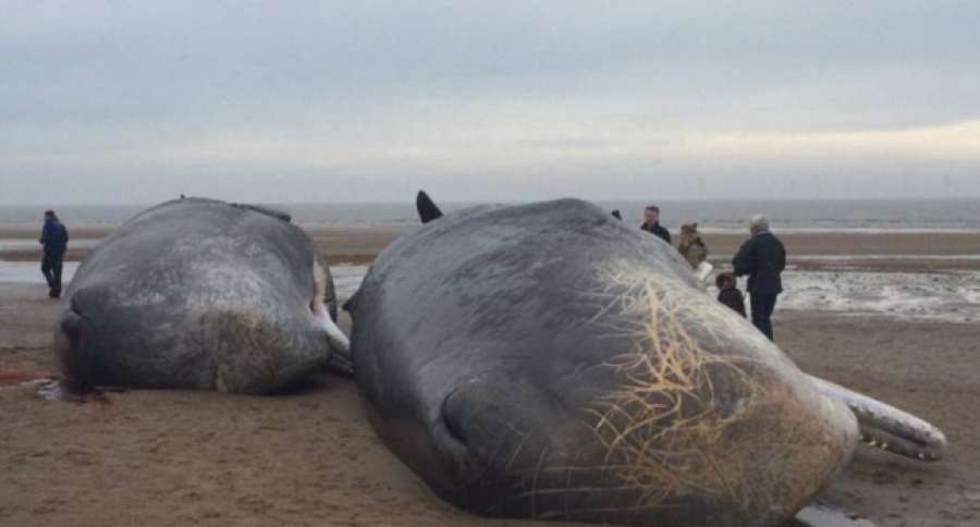 Tres cachalotes aparecen muertos en dos playas de Inglaterra atres.red/zuv90